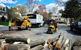 Glastonbury Center, CT Tree Removal and Landscaping Services Company